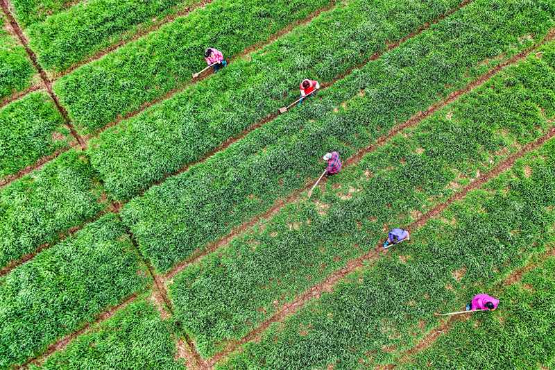 Anhui : la fertilisation par drone des champs de blé à Tongling