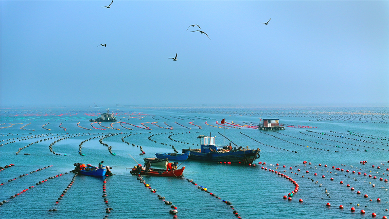 Shandong : la récolte des huîtres à Rongcheng