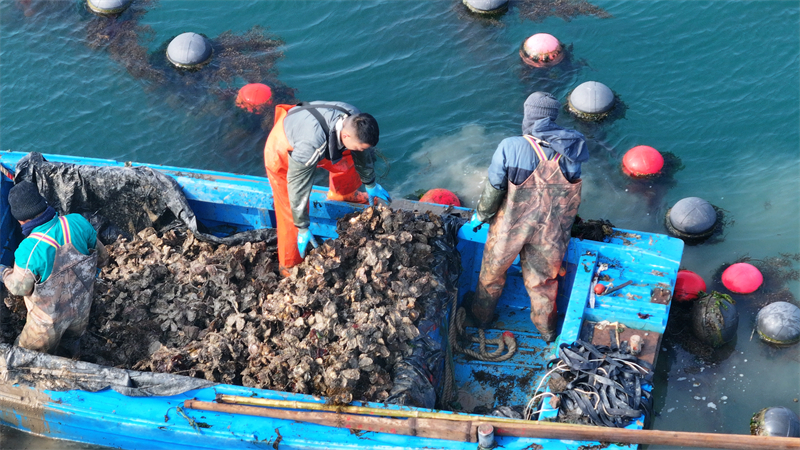 Shandong : la récolte des huîtres à Rongcheng