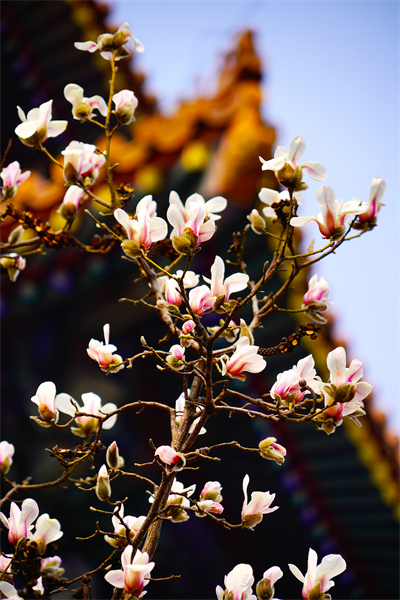 Beijing : les magnolias fleurissent à la porte Donghua de la Cité Interdite