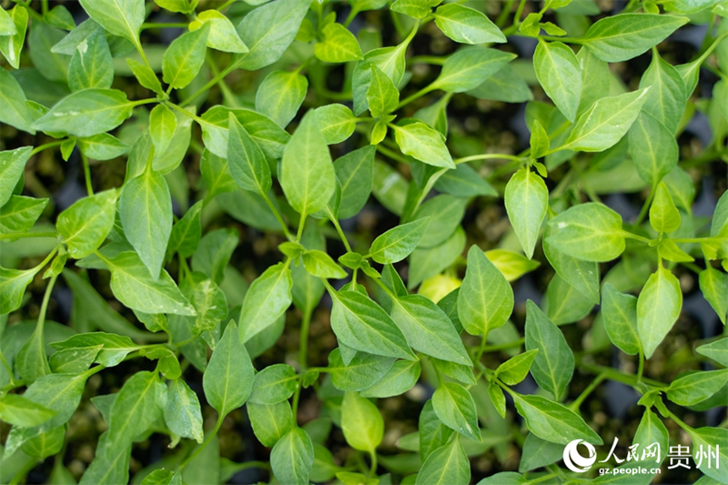 Guizhou : la culture des semis de la saison des labours de printemps bat son plein à Guiyang