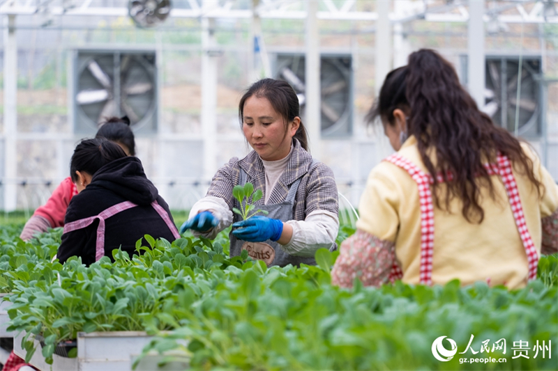 Guizhou : la culture des semis de la saison des labours de printemps bat son plein à Guiyang