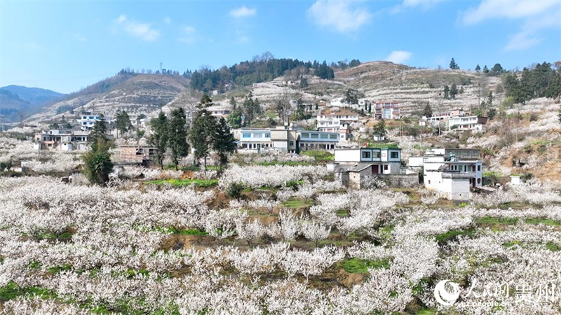 Guizhou : découvrez l'immense mer de cerisiers en fleurs de Qingzhen