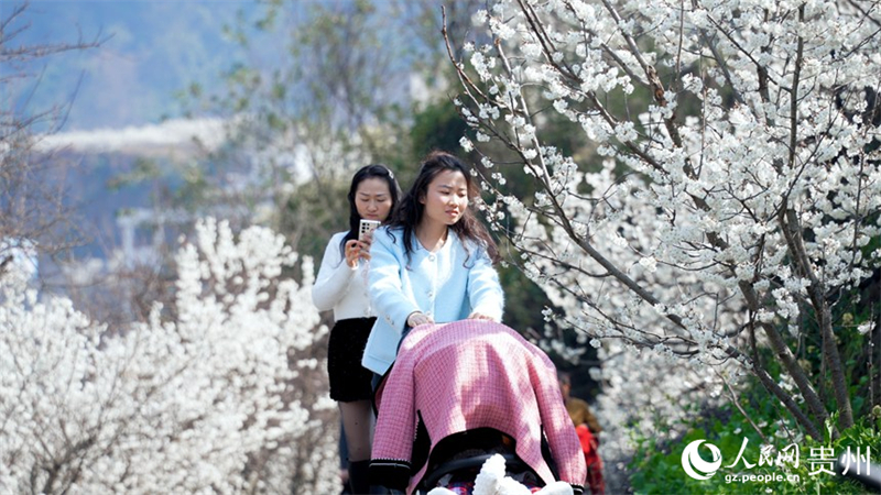 Guizhou : découvrez l'immense mer de cerisiers en fleurs de Qingzhen