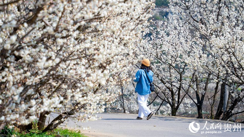 Guizhou : découvrez l'immense mer de cerisiers en fleurs de Qingzhen