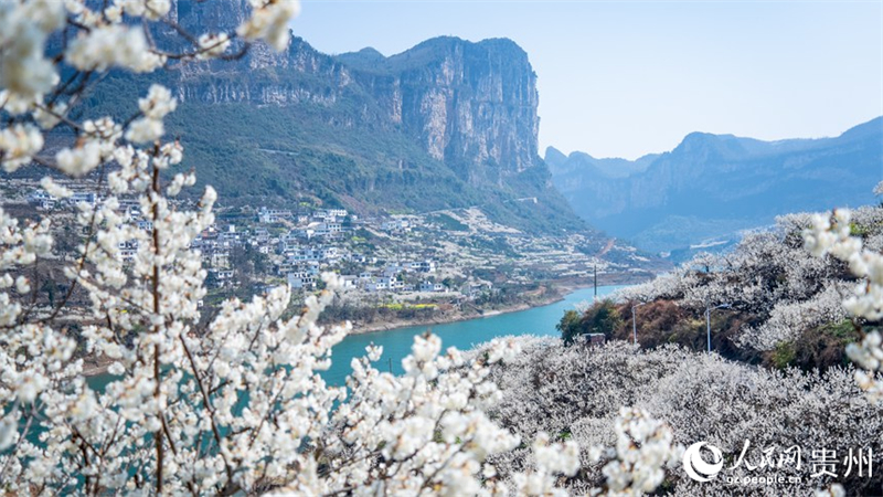 Guizhou : découvrez l'immense mer de cerisiers en fleurs de Qingzhen