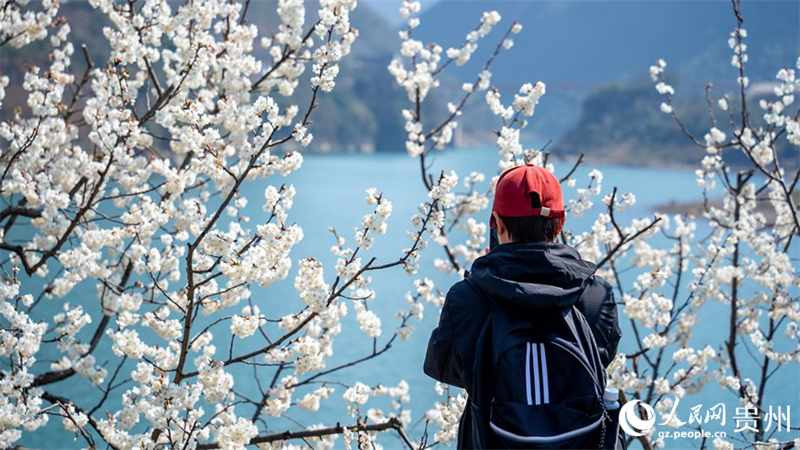 Guizhou : découvrez l'immense mer de cerisiers en fleurs de Qingzhen