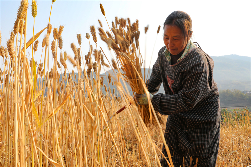 Yunnan : une abondante récolte de blé d'hiver à Pu'er