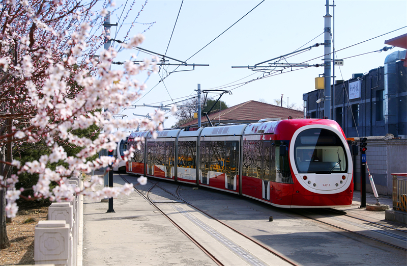 Beijing : un tramway traverse les pêchers en fleurs à destination du printemps