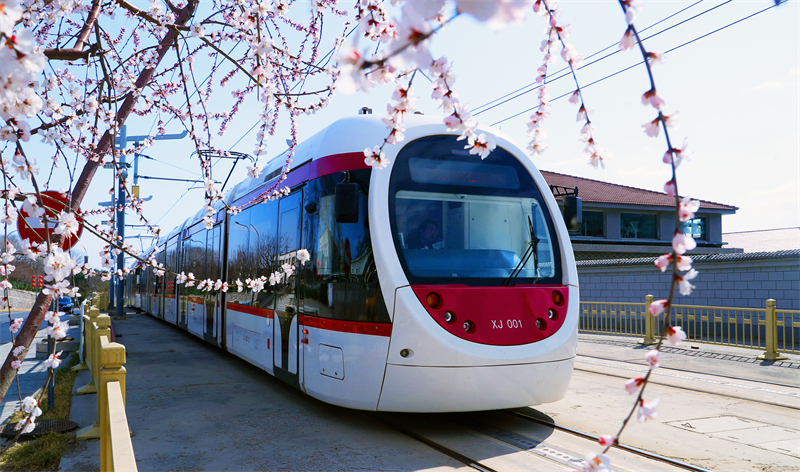 Beijing : un tramway traverse les pêchers en fleurs à destination du printemps