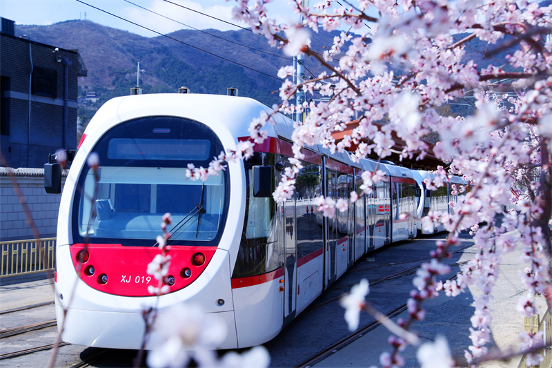 Beijing : un tramway traverse les pêchers en fleurs à destination du printemps