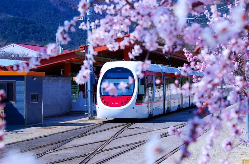 Beijing : un tramway traverse les pêchers en fleurs à destination du printemps