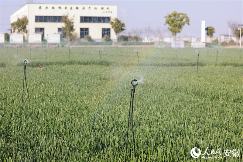 Anhui : Fuyang, « modèle technologique » de l'agriculture de printemps