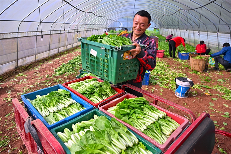 Sichuan : la récolte des légumes à Meishan pour approvisionner le marché