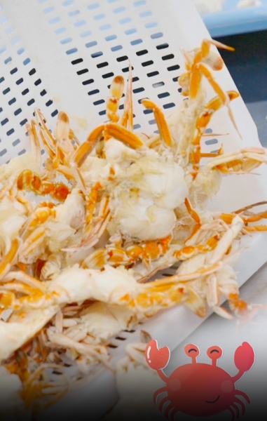 Fujian : le village d'Aojiao, champion de la « vitesse chinoise » du décorticage de crabes