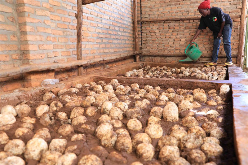 Un ouvrier agricole arrose des champignons à Kigali, la capitale du Rwanda, le 5 avril 2024. (Dong Jianghui / Xinhua)