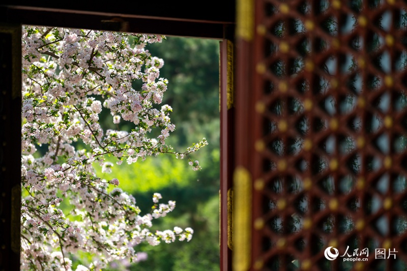 Les fleurs de printemps s'épanouissent, remplissant l'air de parfums et émerveillant les yeux