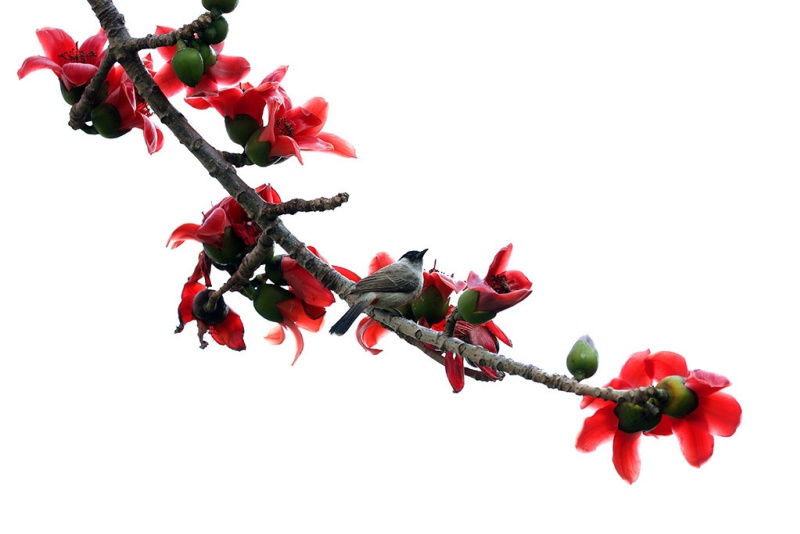 Les fleurs de printemps s'épanouissent, remplissant l'air de parfums et émerveillant les yeux