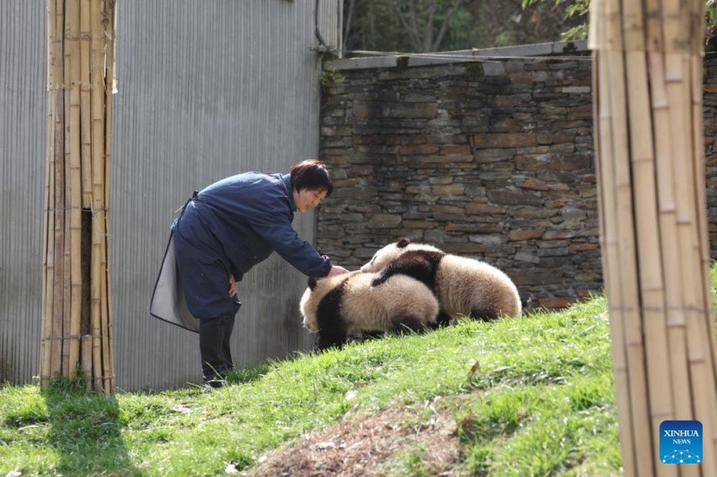 Sichuan : la vie d'une gardienne qui a grandi aux côtés des pandas géants