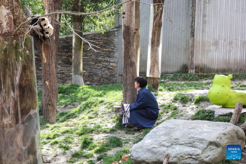 Sichuan : la vie d'une gardienne qui a grandi aux côtés des pandas géants