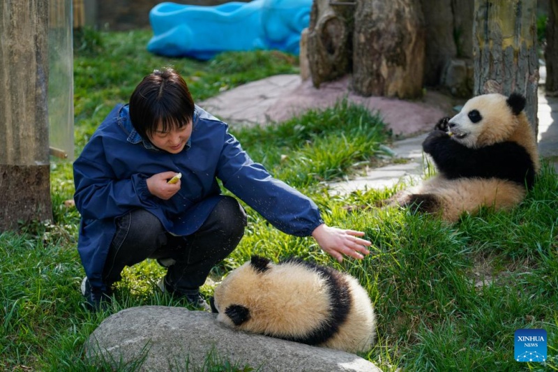 Sichuan : la vie d'une gardienne qui a grandi aux côtés des pandas géants