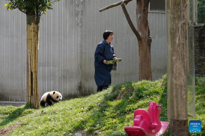 Sichuan : la vie d'une gardienne qui a grandi aux côtés des pandas géants