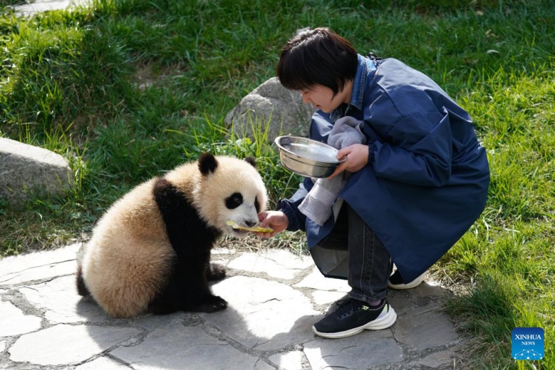 Sichuan : la vie d'une gardienne qui a grandi aux côtés des pandas géants