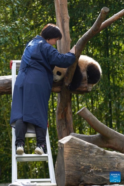 Sichuan : la vie d'une gardienne qui a grandi aux côtés des pandas géants