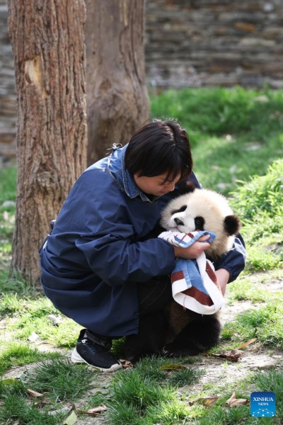 Sichuan : la vie d'une gardienne qui a grandi aux côtés des pandas géants