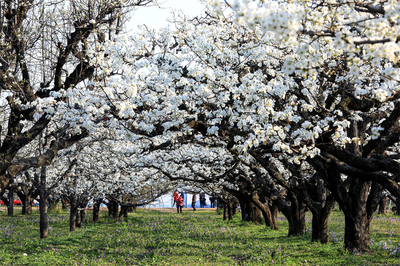 Anhui : des millions de fleurs de poirier s'épanouissent à Dangshan