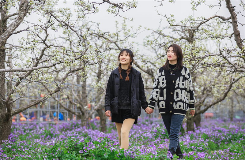 Anhui : des millions de fleurs de poirier s'épanouissent à Dangshan