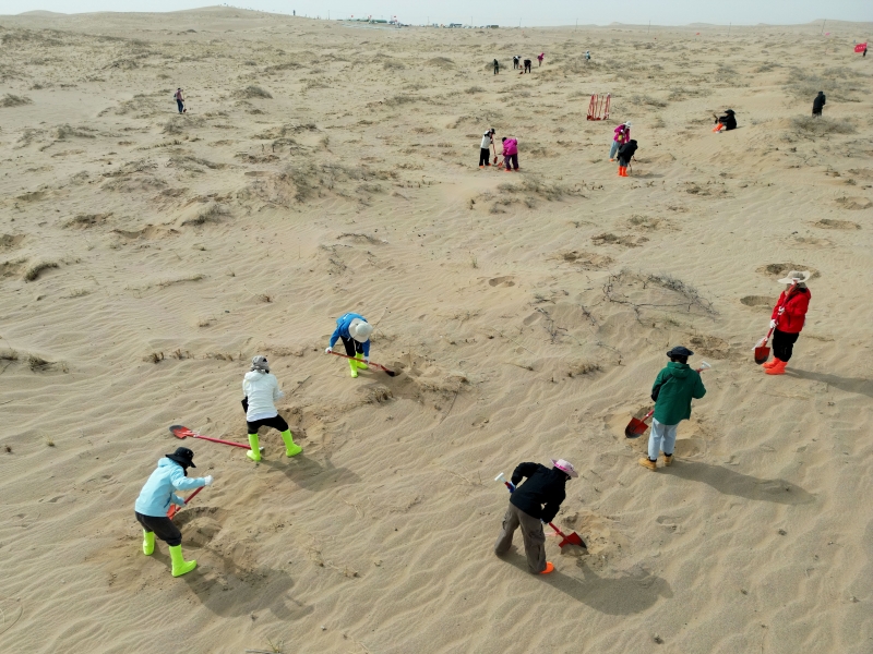 Gansu : « allez à Minqin pour planter un arbre »