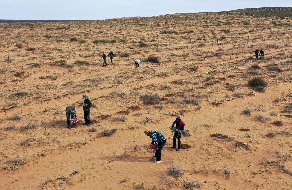 Mongolie intérieure : la bannière de Hangjin promet de poursuivre les efforts d'écologisation du désert