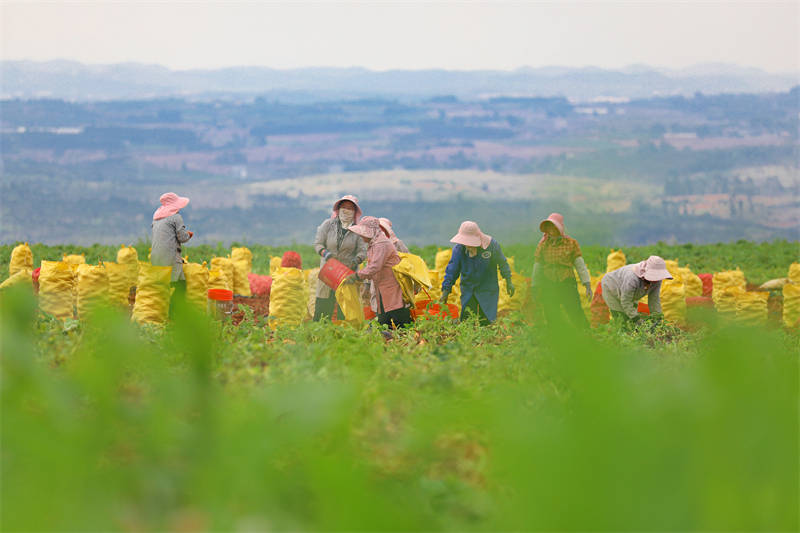 Yunnan : une abondante récolte de pommes de terre nouvelles à Luliang