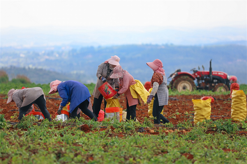 Yunnan : une abondante récolte de pommes de terre nouvelles à Luliang