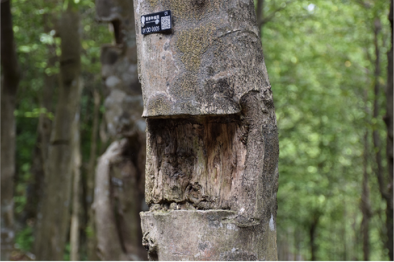 L'envoûtant parfum d'un arbre : à la découverte des techniques ancestrales du patrimoine culturel immatériel du Lingnan