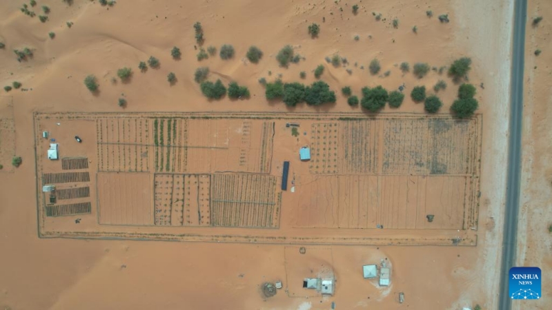 Comment les techniques de contrôle du désert chinoises stimulent les efforts d'écologisation de la Mauritanie