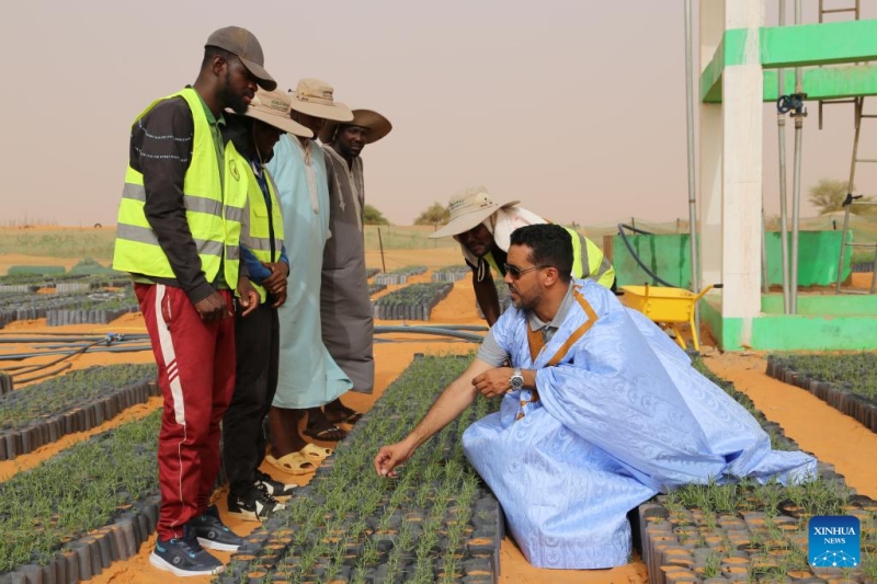 Comment les techniques de contrôle du désert chinoises stimulent les efforts d'écologisation de la Mauritanie