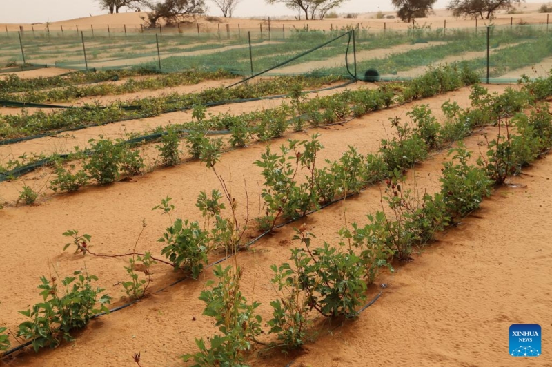 Comment les techniques de contrôle du désert chinoises stimulent les efforts d'écologisation de la Mauritanie