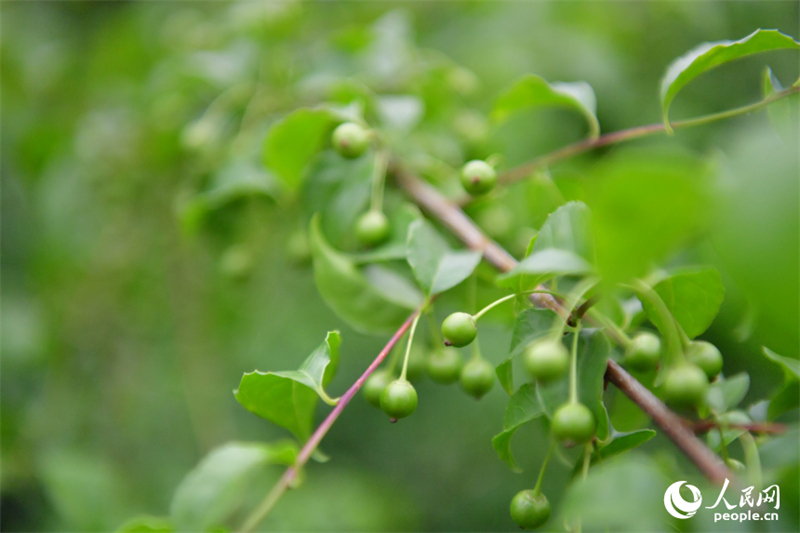 Jiangxi : les forêts stimulent la croissance économique à Guangchang