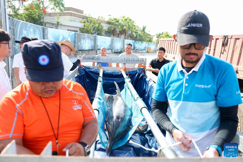 Hainan : un dauphin échoué retourne à la mer après avoir reçu des soins spécialisés à Sanya