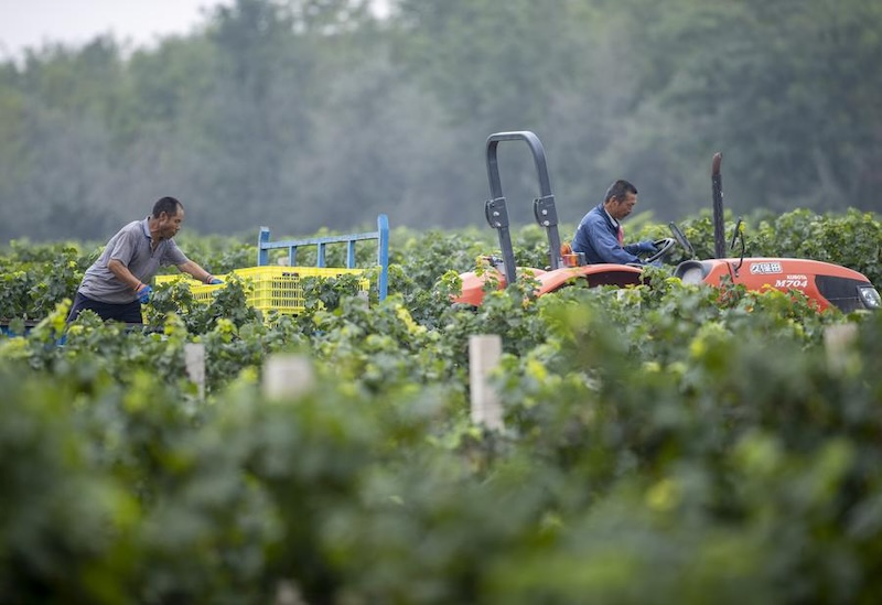 Ningxia : l'innovation high-tech perfectionne le vin de qualité
