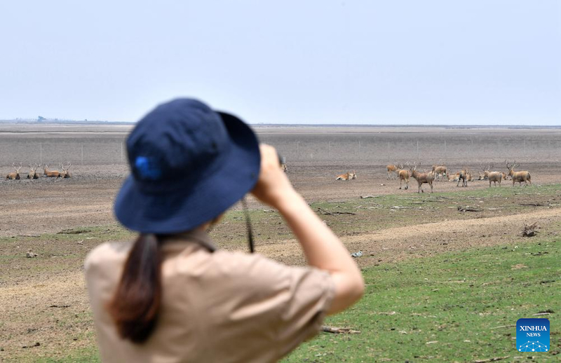 Jiangsu : une gardienne de cerfs de Milu se consacre à la recherche de l'harmonie entre l'humanité et la nature