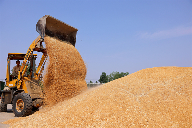 Shandong : la production agricole de la saison des « trois étés » bat son plein à Zaozhuang