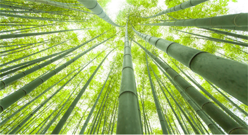 Jiangxi :  vendre du bambou au monde, ou comment une industrie verte se développe à Ganzhou