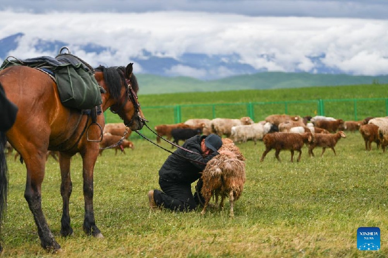 Xinjiang :  la transhumance d'été d'un berger et de son troupeau