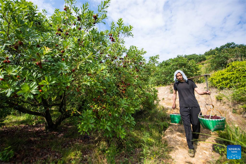 Zhejiang : des fraises chinoises fraîches de Dongkui exportées vers l'Allemagne