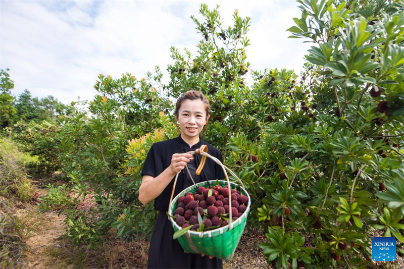 Zhejiang : des fraises chinoises fraîches de Dongkui exportées vers l'Allemagne