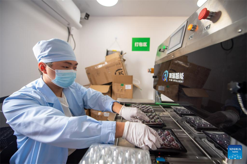 Zhejiang : des fraises chinoises fraîches de Dongkui exportées vers l'Allemagne