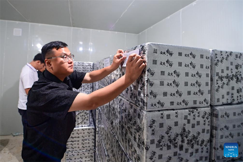 Zhejiang : des fraises chinoises fraîches de Dongkui exportées vers l'Allemagne